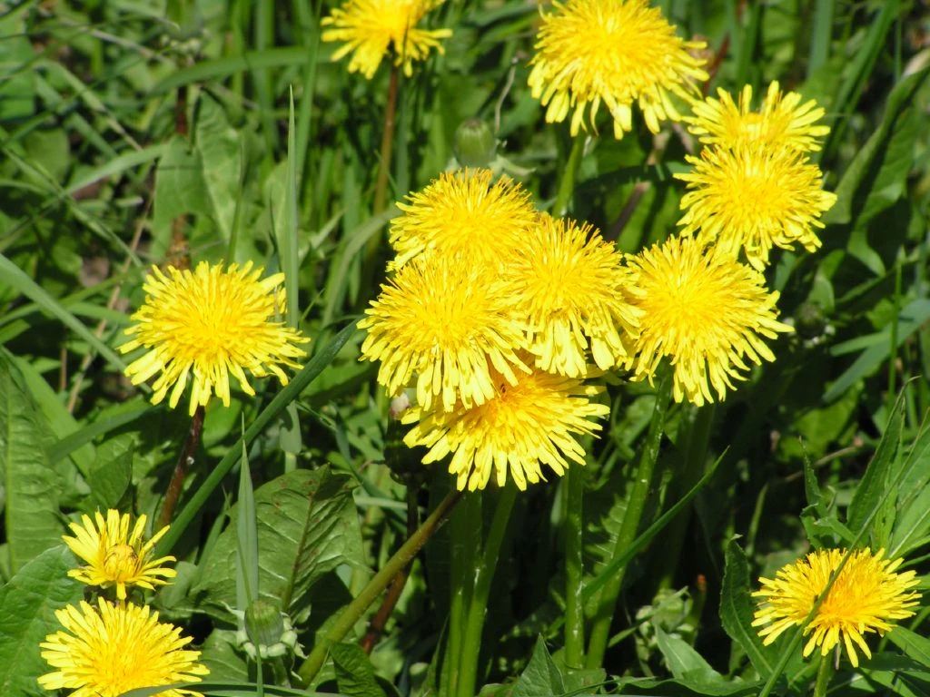 Настоянка з кульбаби для суглобів: рецепти та застосування