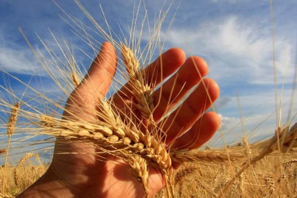Світові ціни на продукти сягнули піку з листопада 2022 року