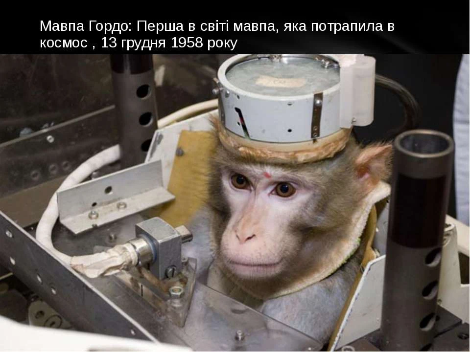 Перші тварини в космосі: хто летів до людей